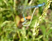 Swamp Bluet tandem mating